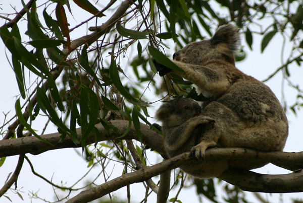 koalas - mère et son petit